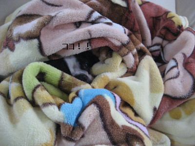 c0092787_1163031.jpg