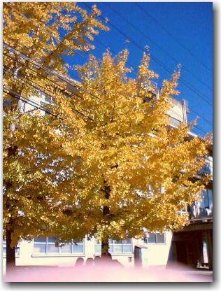 e0014000_10364028.jpg