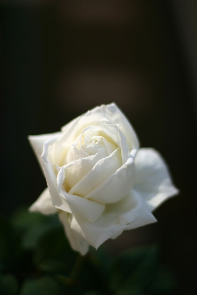 b0145314_111333.jpg