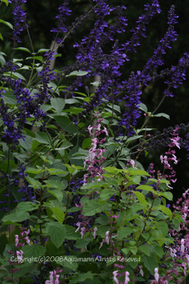 c0045227_2353737.jpg