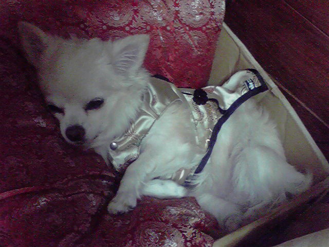 a0090729_012926.jpg