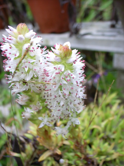 d0105133_2144860.jpg