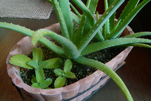 c0131544_772421.jpg