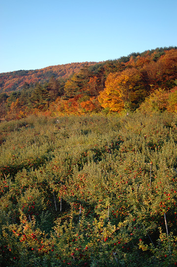d0008146_23495147.jpg