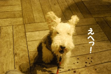 b0091373_3382826.gif