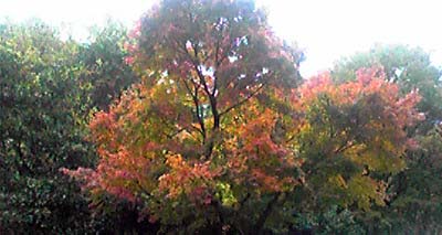 c0125283_171726.jpg
