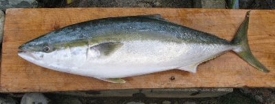 f0003283_17394095.jpg