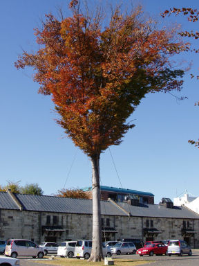 c0169287_09364.jpg