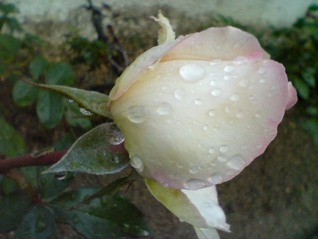 f0077595_13125245.jpg