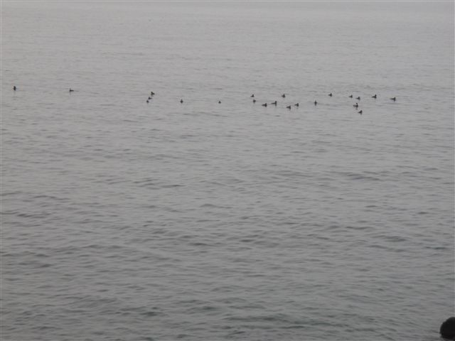 c0177497_16112166.jpg
