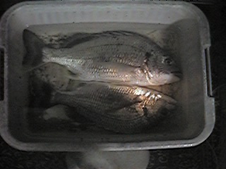 f0151099_3395445.jpg