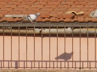 f0133814_8265795.jpg