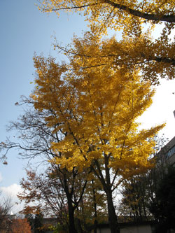 d0004426_11273851.jpg