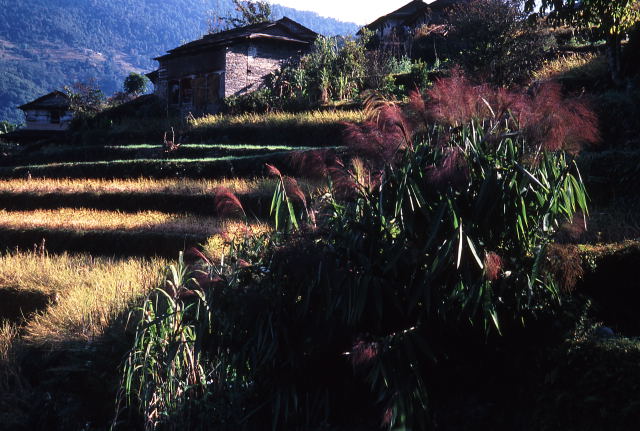 d0091834_19242155.jpg