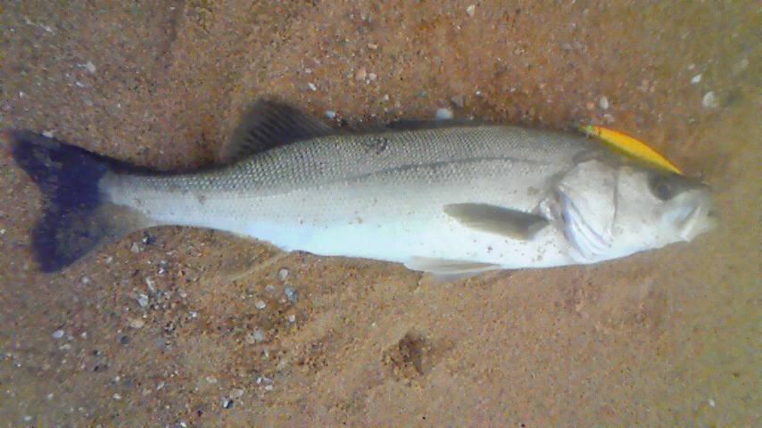 c0019951_1625250.jpg