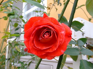 a0104162_19193335.jpg