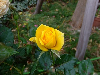 a0104162_19193954.jpg
