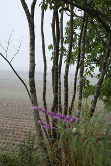 c0167576_7532786.gif