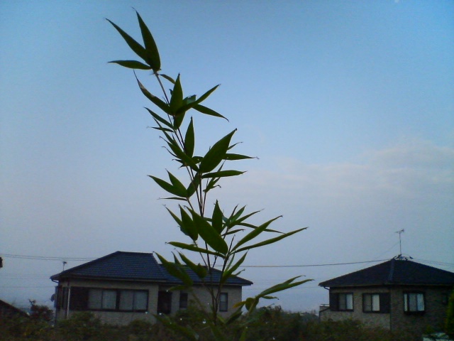 f0077595_1335817.jpg