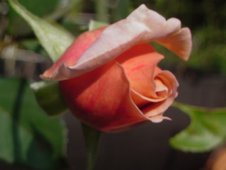 f0052603_12161069.jpg