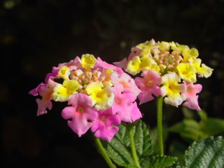 f0052603_126116.jpg