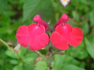 f0052603_1281264.jpg