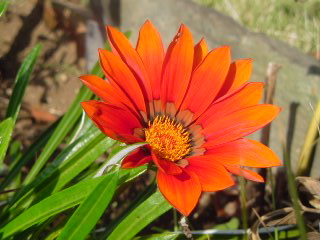 f0052603_129194.jpg