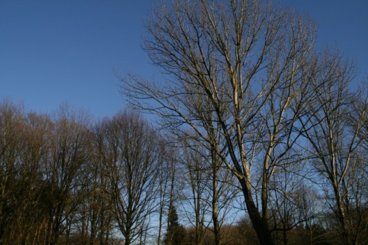 c0071305_5344816.jpg