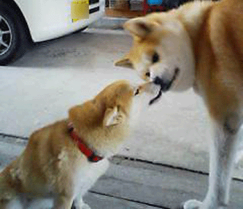 f0008935_224885.gif