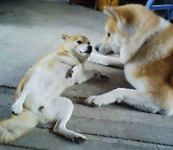 f0008935_225660.gif