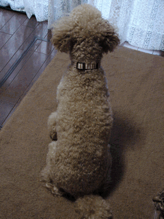 c0136736_1443561.gif