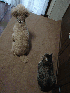 c0136736_14445161.gif