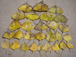 a0068350_254426.jpg