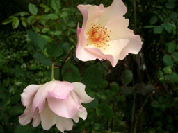 f0178381_12413451.jpg