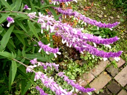 f0178381_12431785.jpg