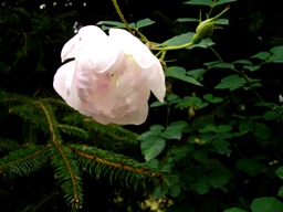 f0178381_12442021.jpg