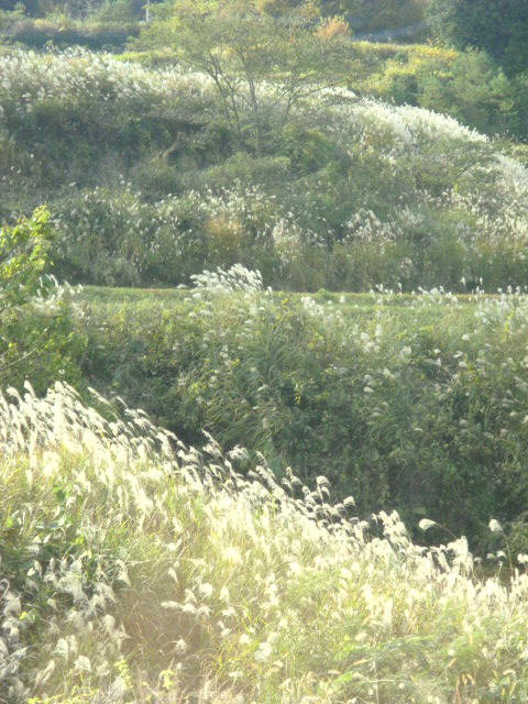 e0154682_2220182.jpg