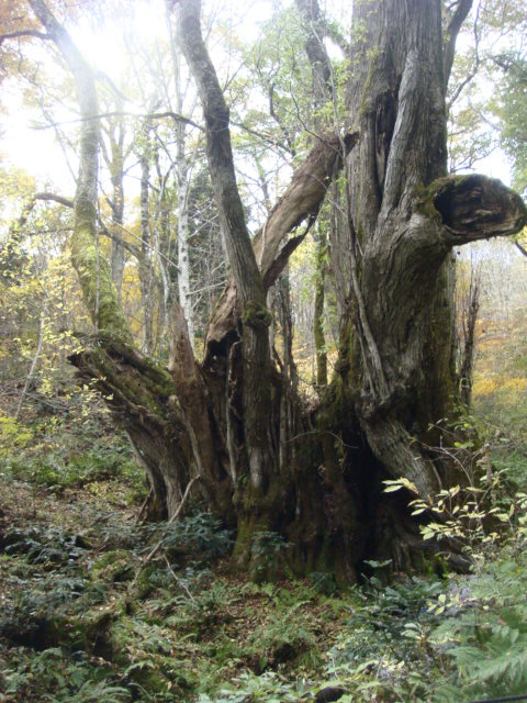 e0154682_23174738.jpg
