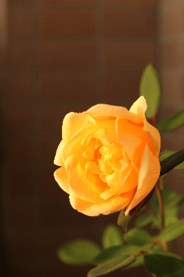 d0100192_2384173.gif