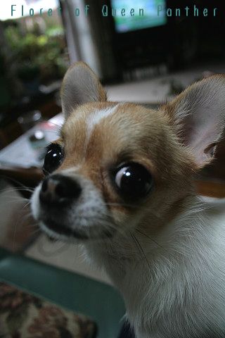f0083400_2335512.jpg