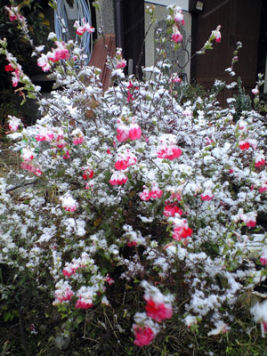 f0135908_22391721.jpg