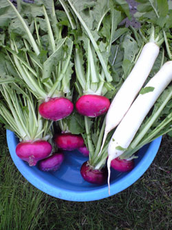 f0135908_22422214.jpg
