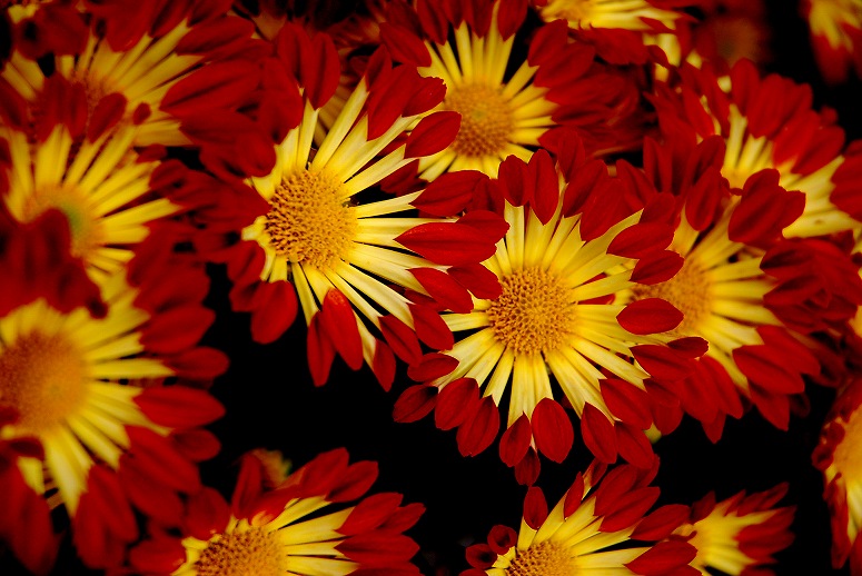 b0128609_0541235.jpg