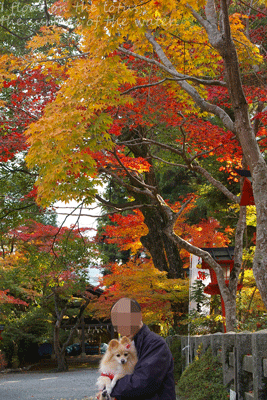 b0075318_15102636.gif
