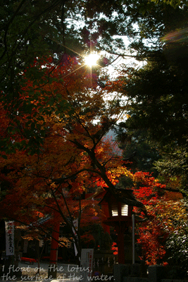 b0075318_1512857.gif