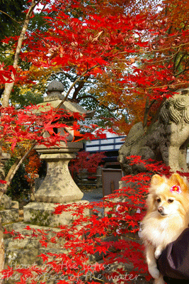 b0075318_15133864.gif