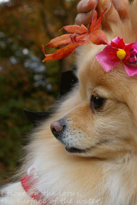 b0075318_15135060.gif
