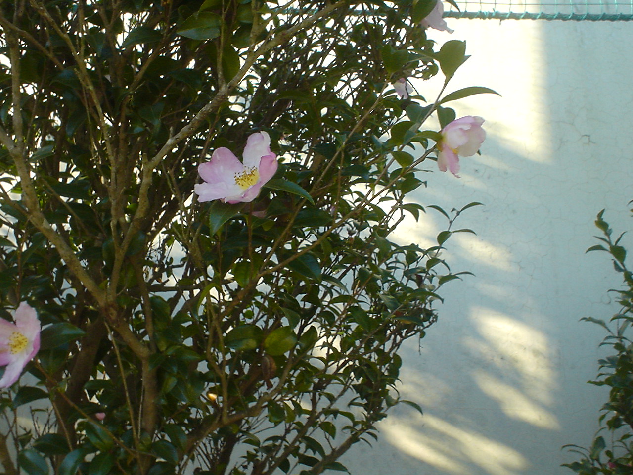 c0150520_11482118.jpg