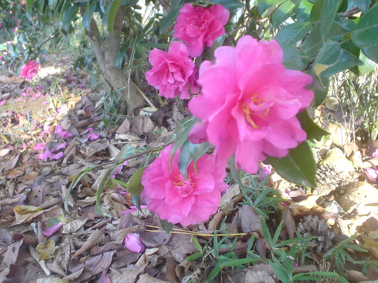 c0150520_1148490.jpg