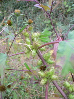 e0094820_2330524.jpg